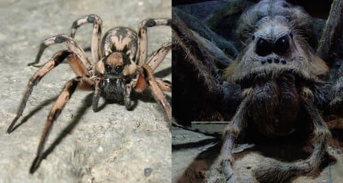 В честь паука Арагога из «Гарри Поттера» назван редкий вид пауков